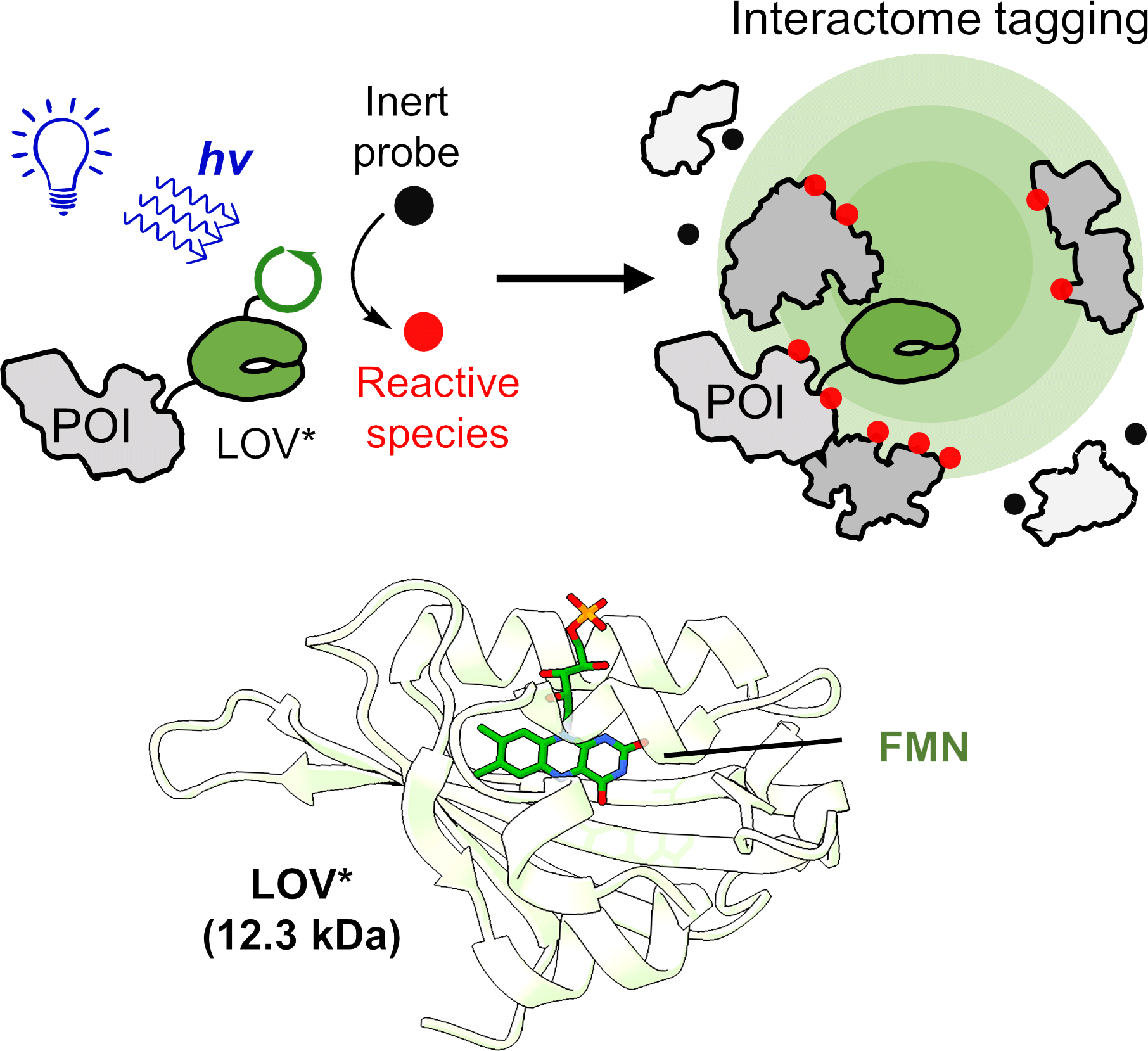 nir-hananya-In-vivo-photochemistry